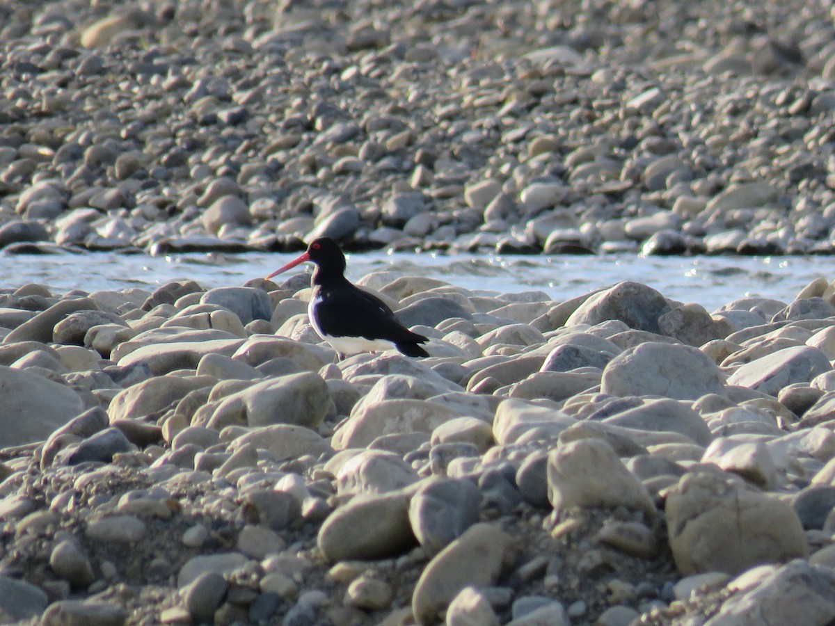 South Island Oystercatcher - ML641043813