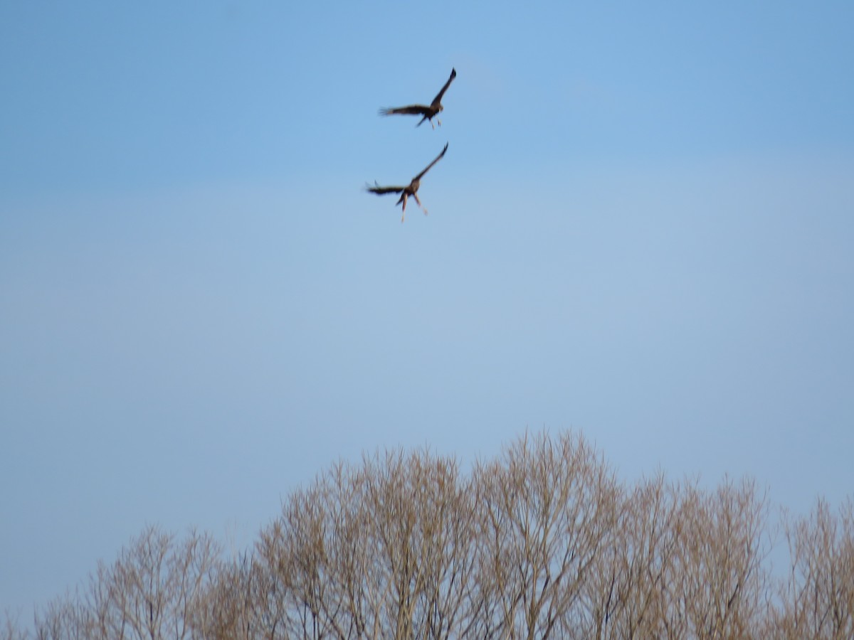 Swamp Harrier - ML641043824