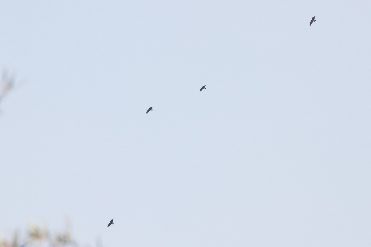 Southern Bald Ibis - ML641043841
