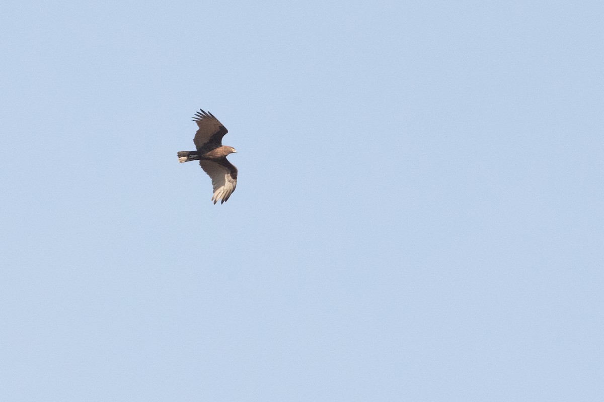 Brown Snake-Eagle - ML641043843