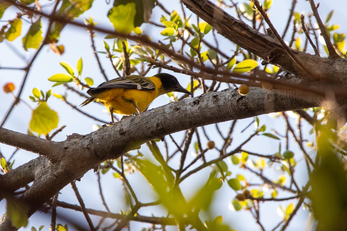 African Black-headed Oriole - ML641043854