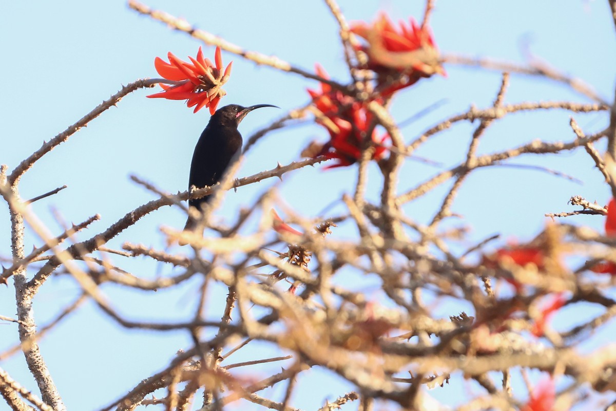 Amethyst Sunbird - ML641043859