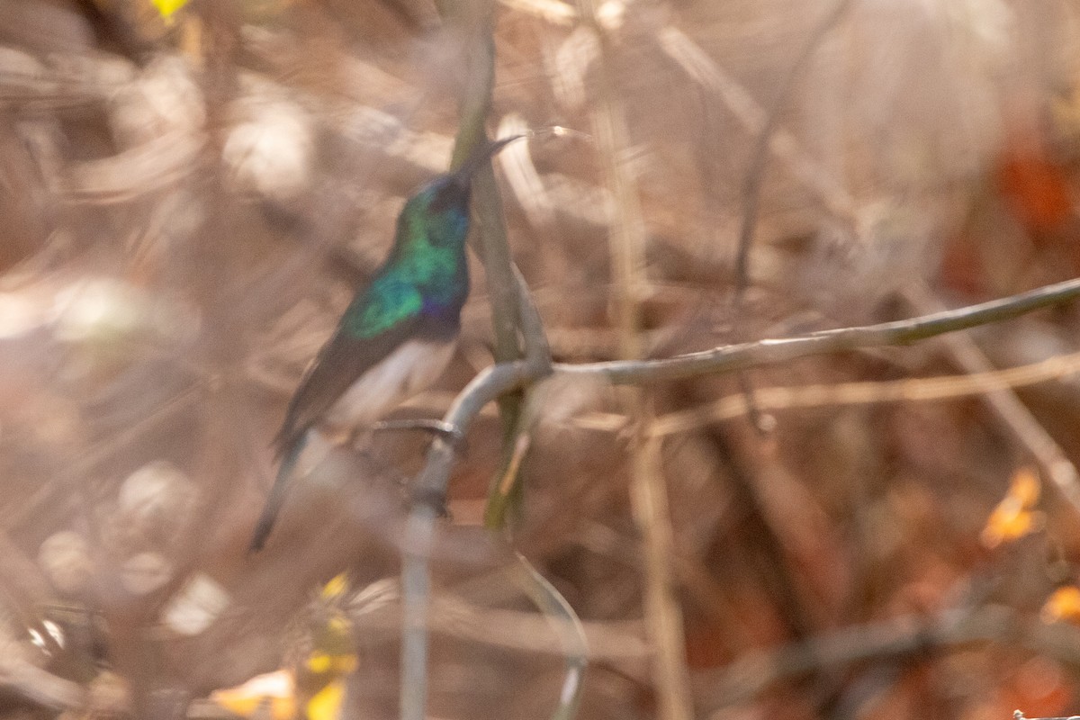 White-bellied Sunbird - ML641043861