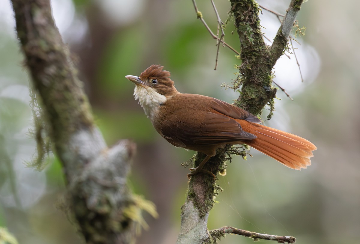 White-eyed Foliage-gleaner - ML641043872