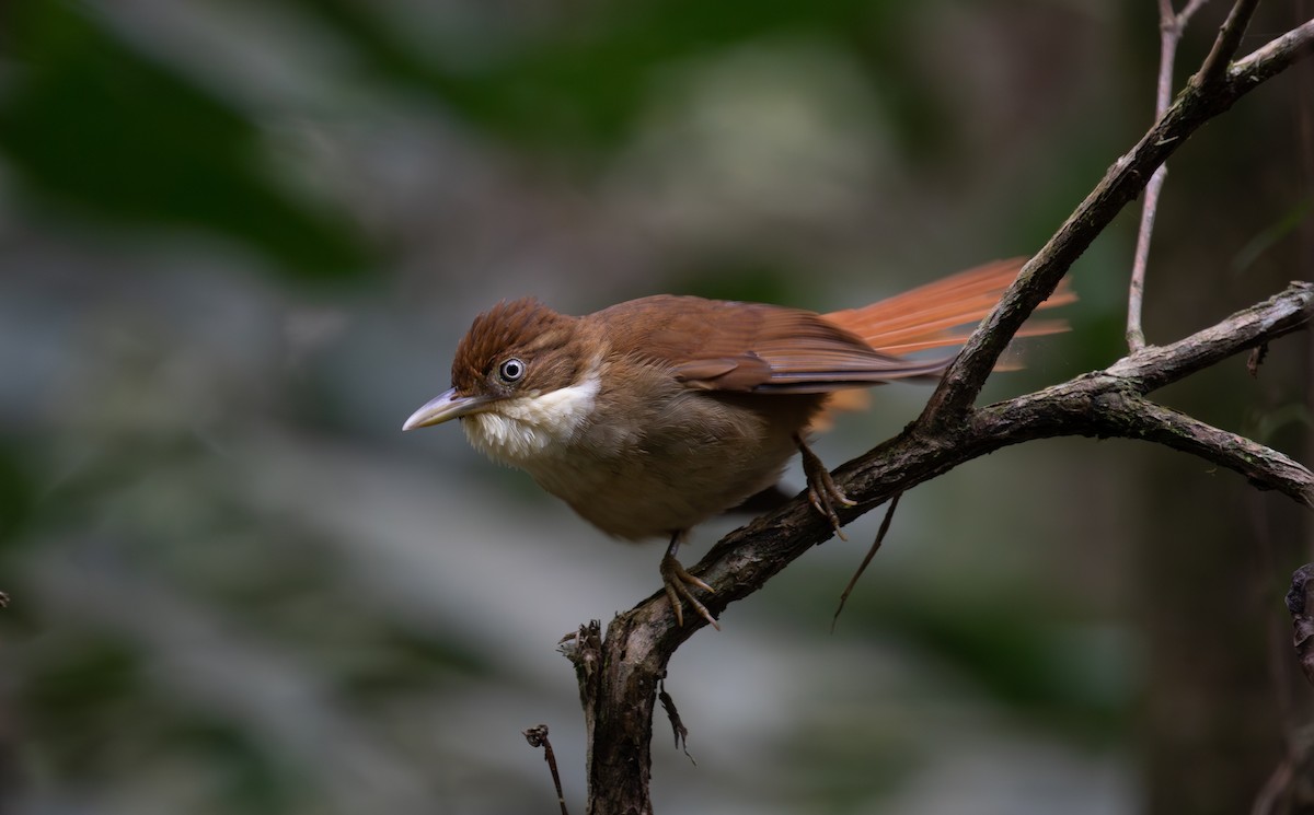 White-eyed Foliage-gleaner - ML641043873