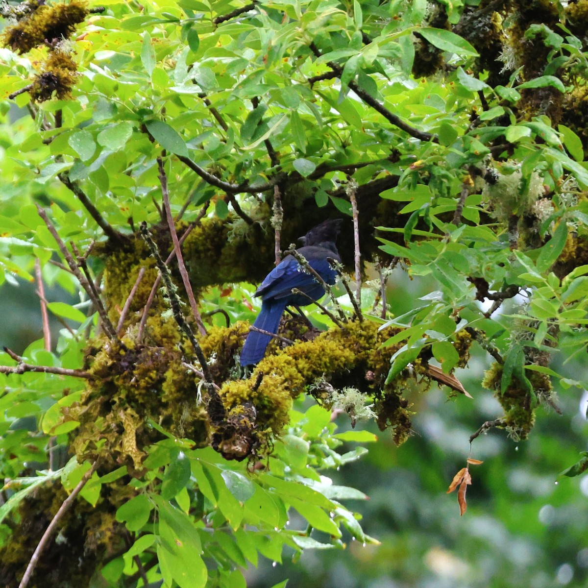 Steller's Jay - ML641043874
