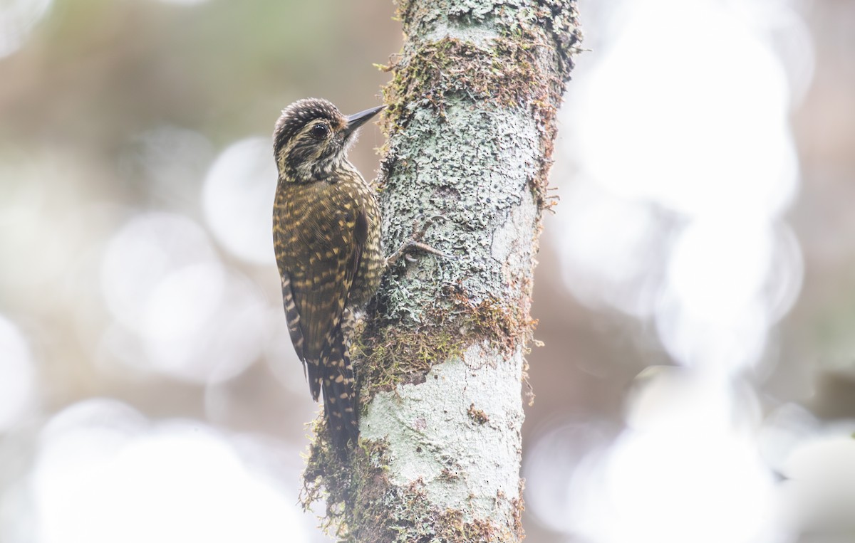 White-spotted Woodpecker - ML641043875
