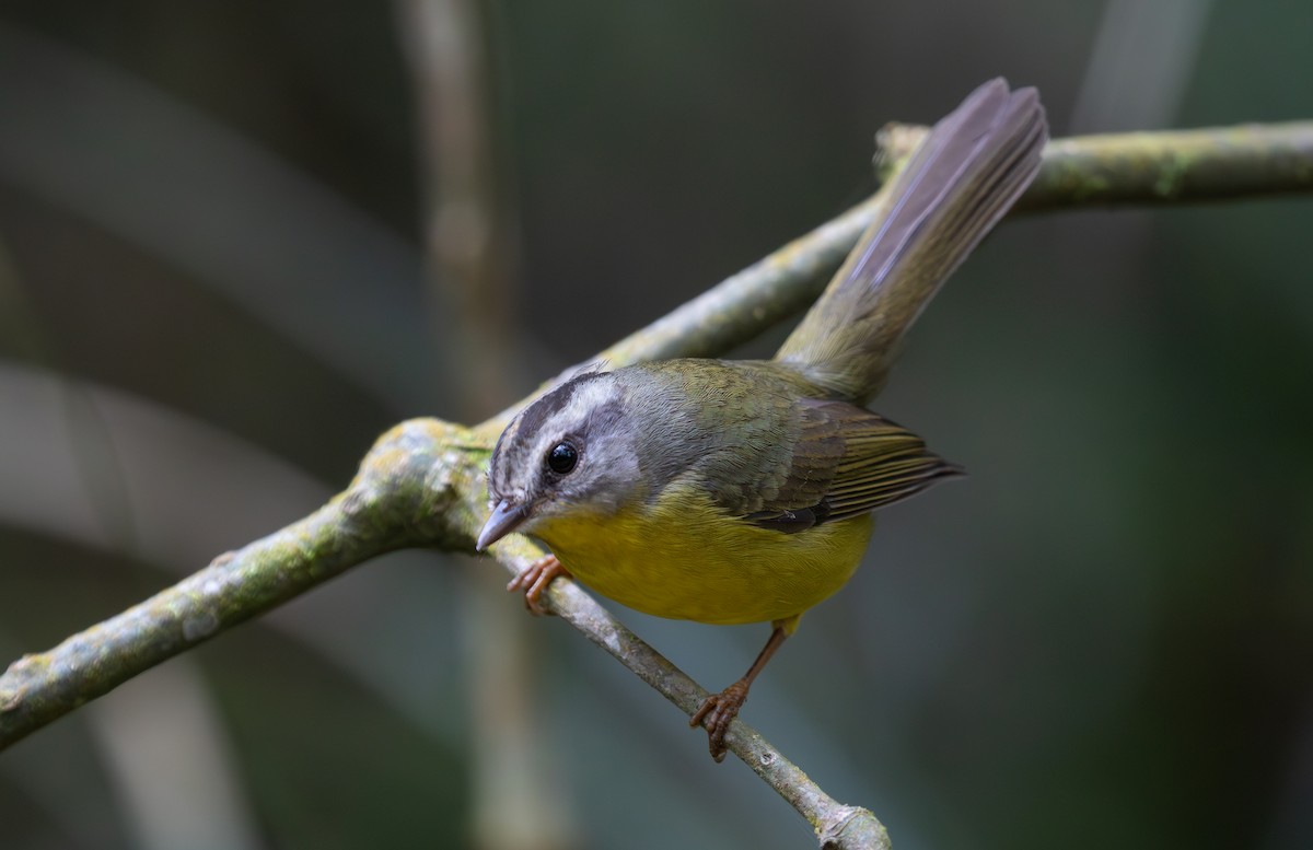 Golden-crowned Warbler - ML641043877