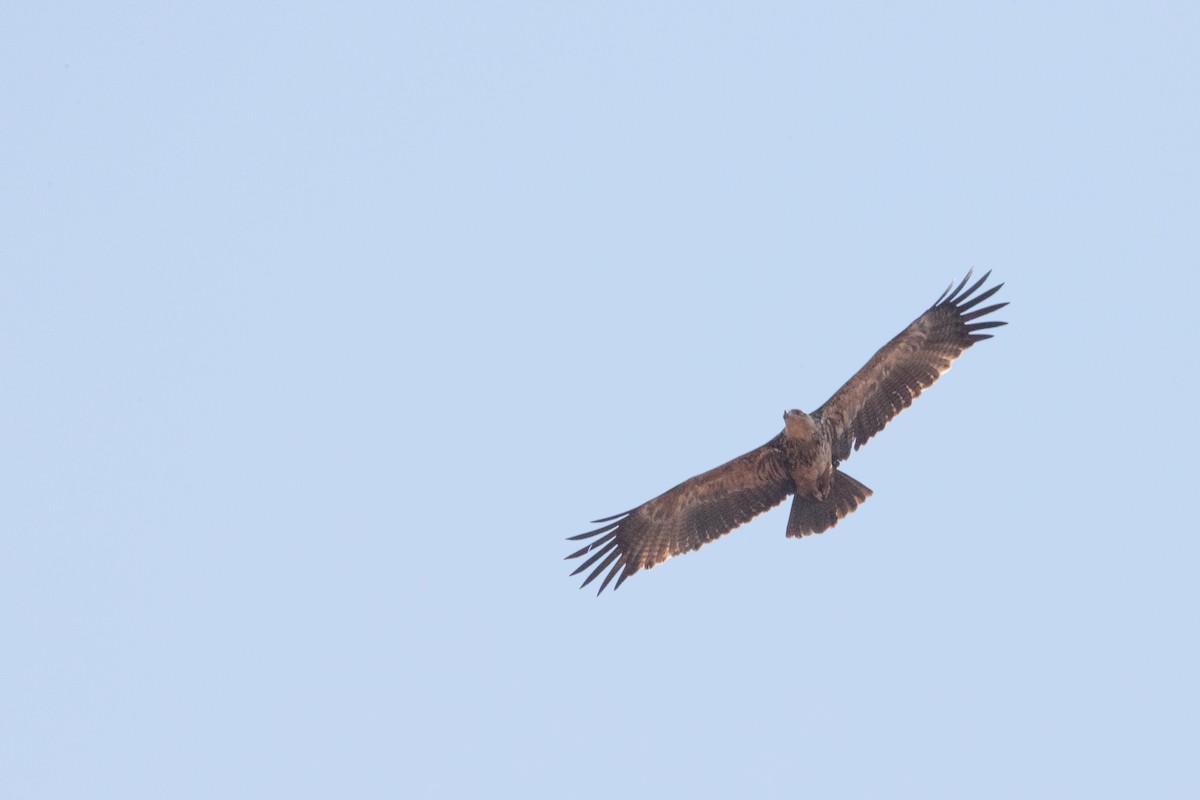 Tawny Eagle - ML641043885