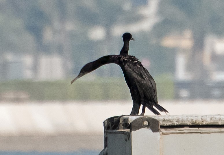 Socotra Cormorant - ML641043908