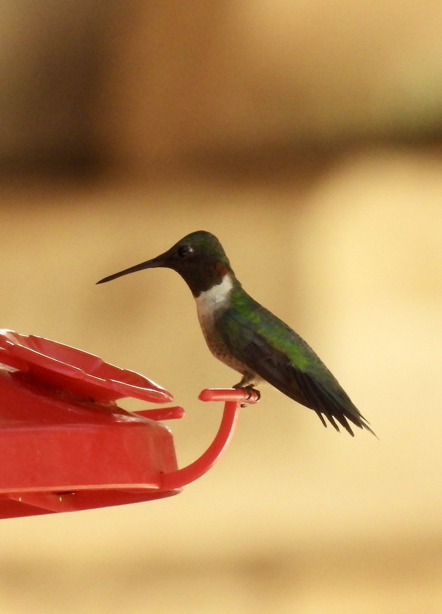 Ruby-throated Hummingbird - ML641043936