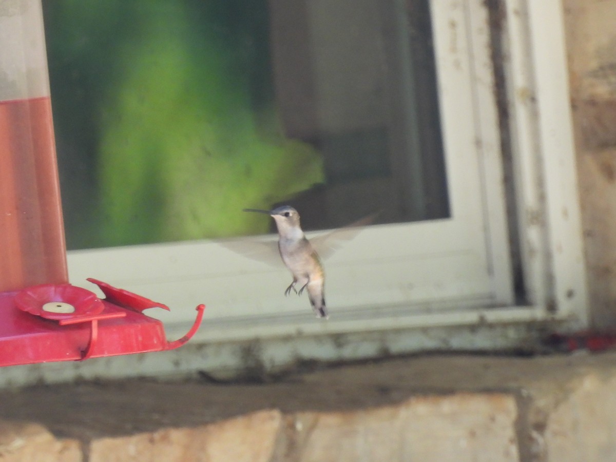 Black-chinned Hummingbird - ML641043941