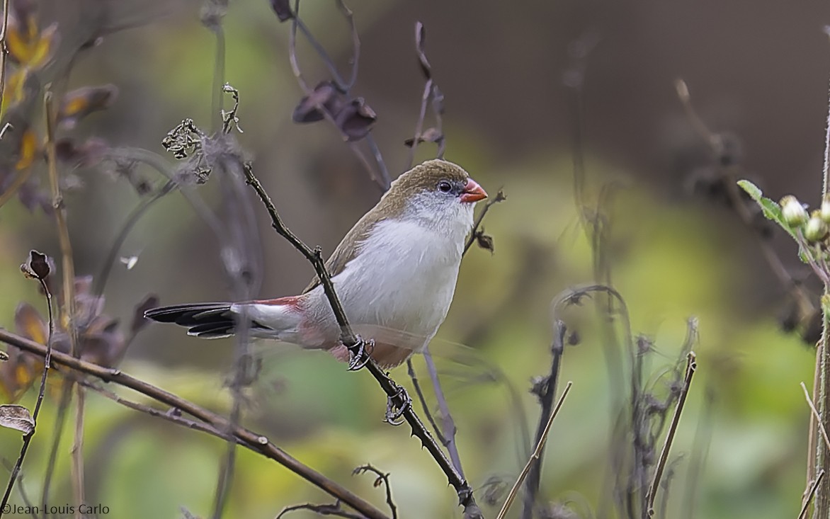 Fawn-breasted Waxbill - ML641043955