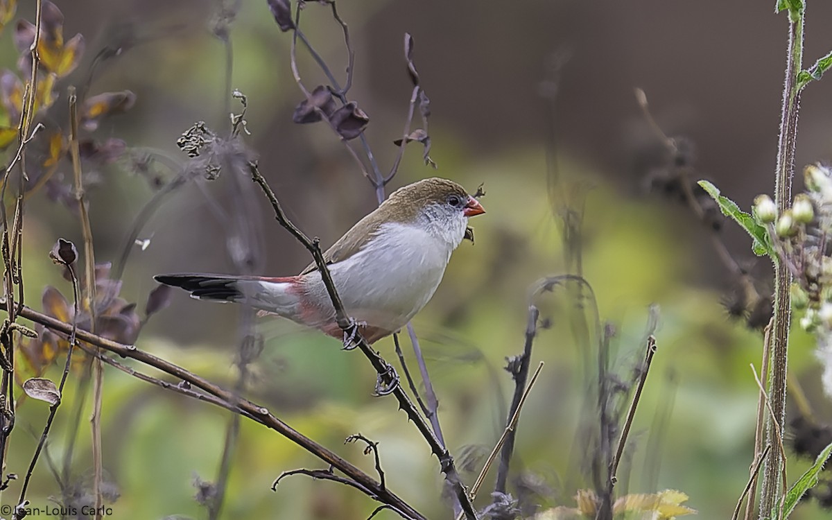 Fawn-breasted Waxbill - ML641043956