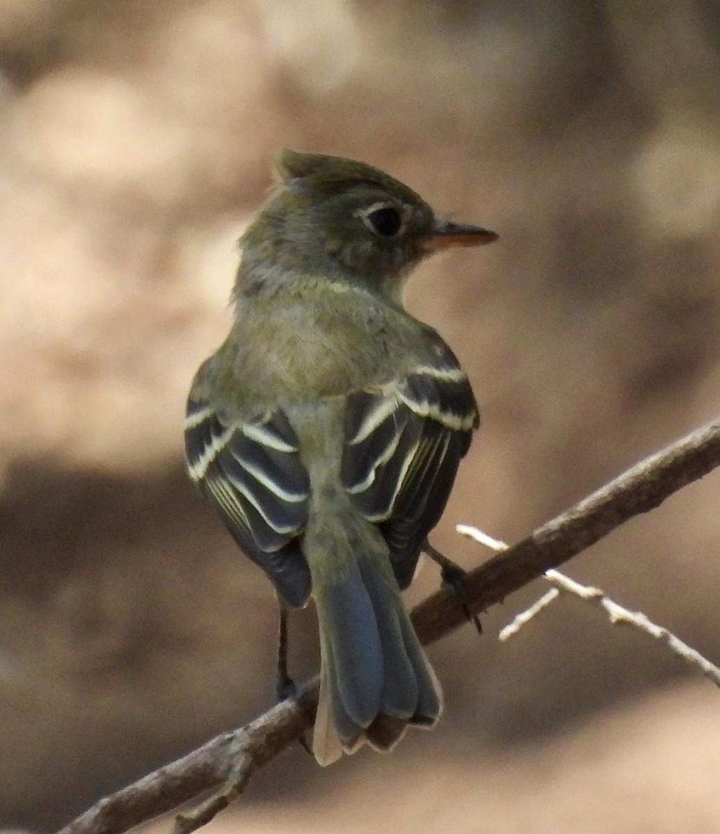 Least Flycatcher - ML641043968