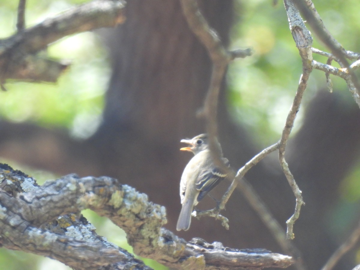 Least Flycatcher - ML641043969