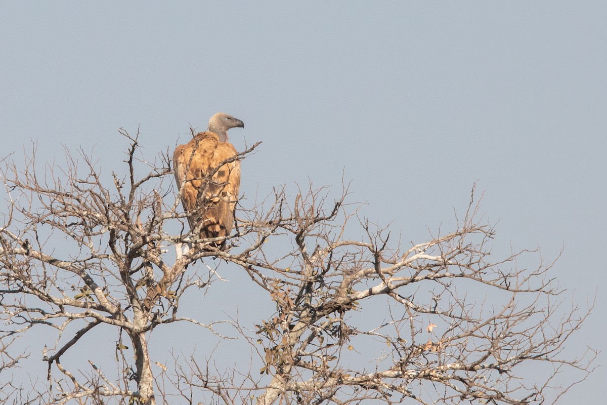 Cape Griffon - ML641043984