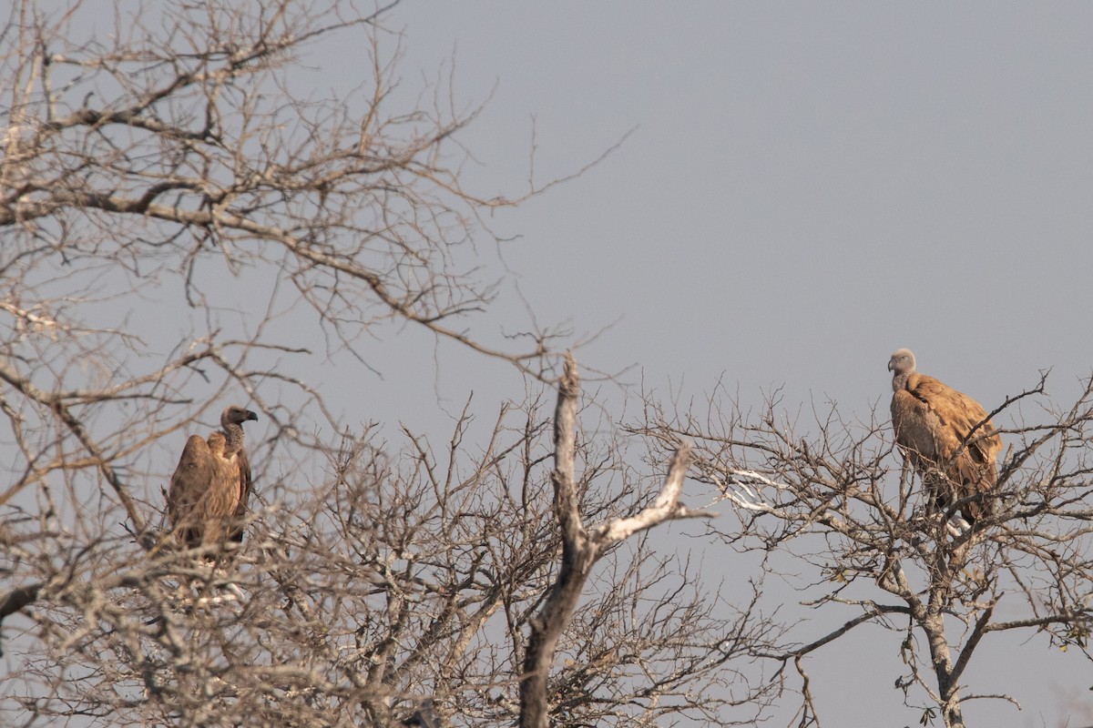 Cape Griffon - ML641043985