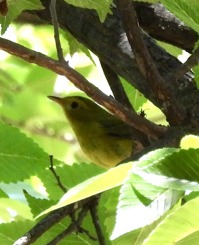 Wilson's Warbler - ML641043989