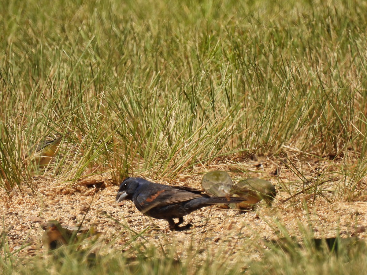 Blue Grosbeak - ML641043992