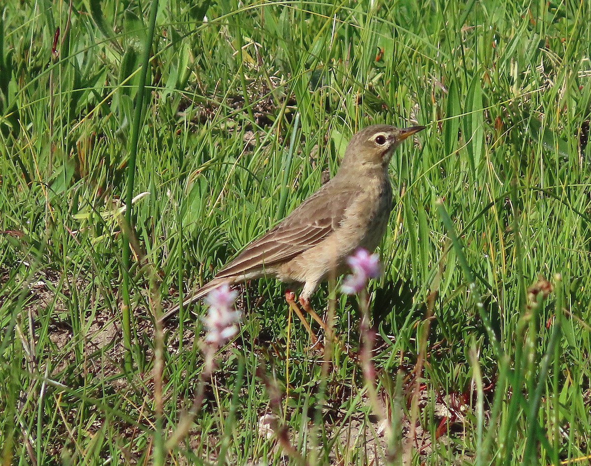 Braunrückenpieper - ML641043997