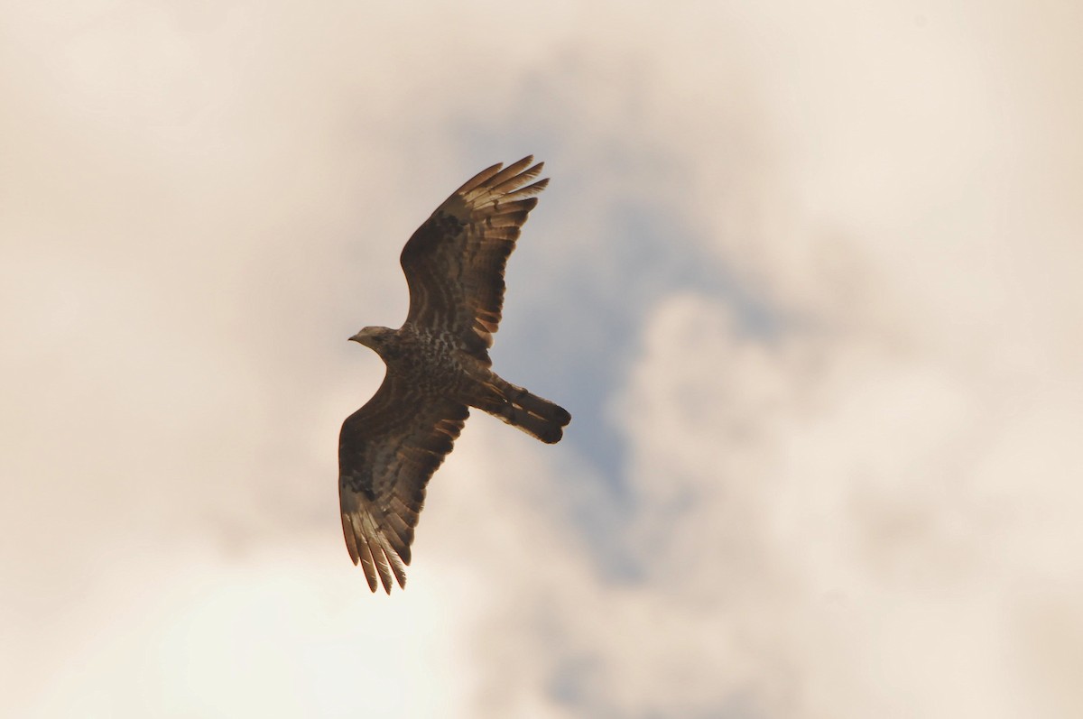 European Honey-buzzard - ML641044005
