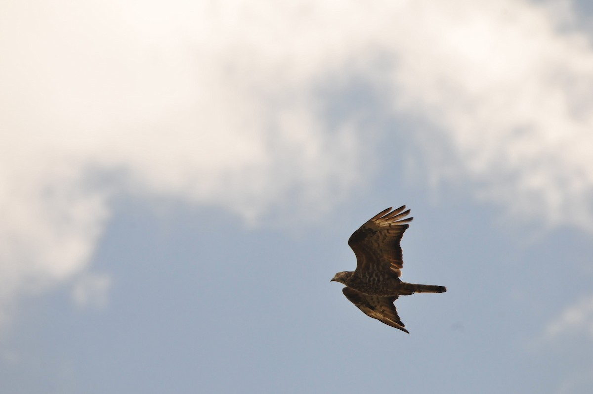 European Honey-buzzard - ML641044006