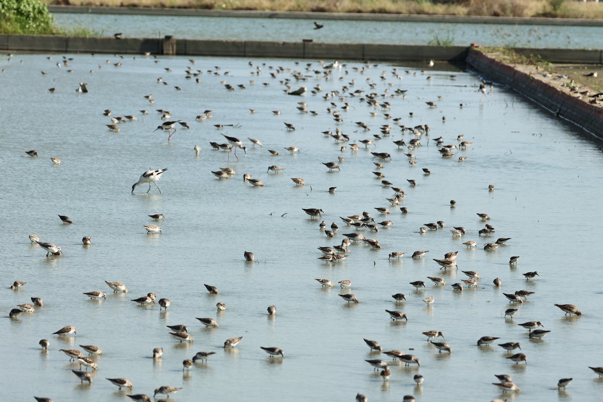 Red-necked Stint - ML641044009