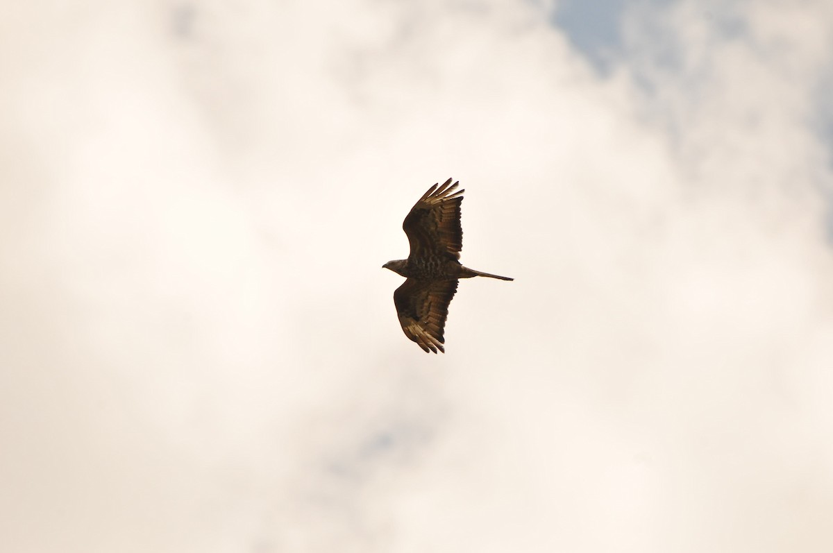 European Honey-buzzard - ML641044021