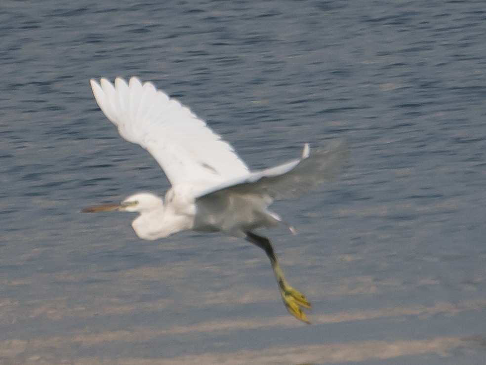 Western Reef-Heron - ML641044022