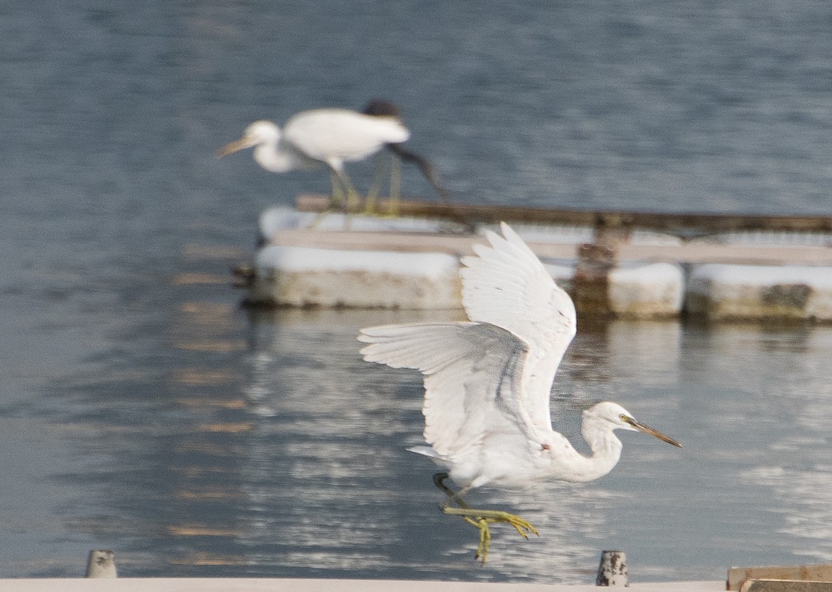 Western Reef-Heron - ML641044024