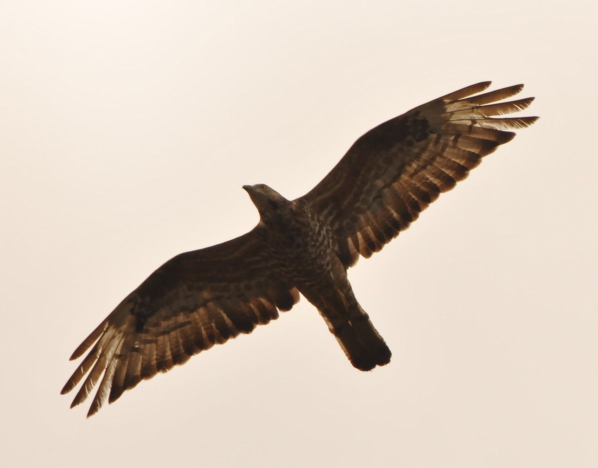 European Honey-buzzard - ML641044028