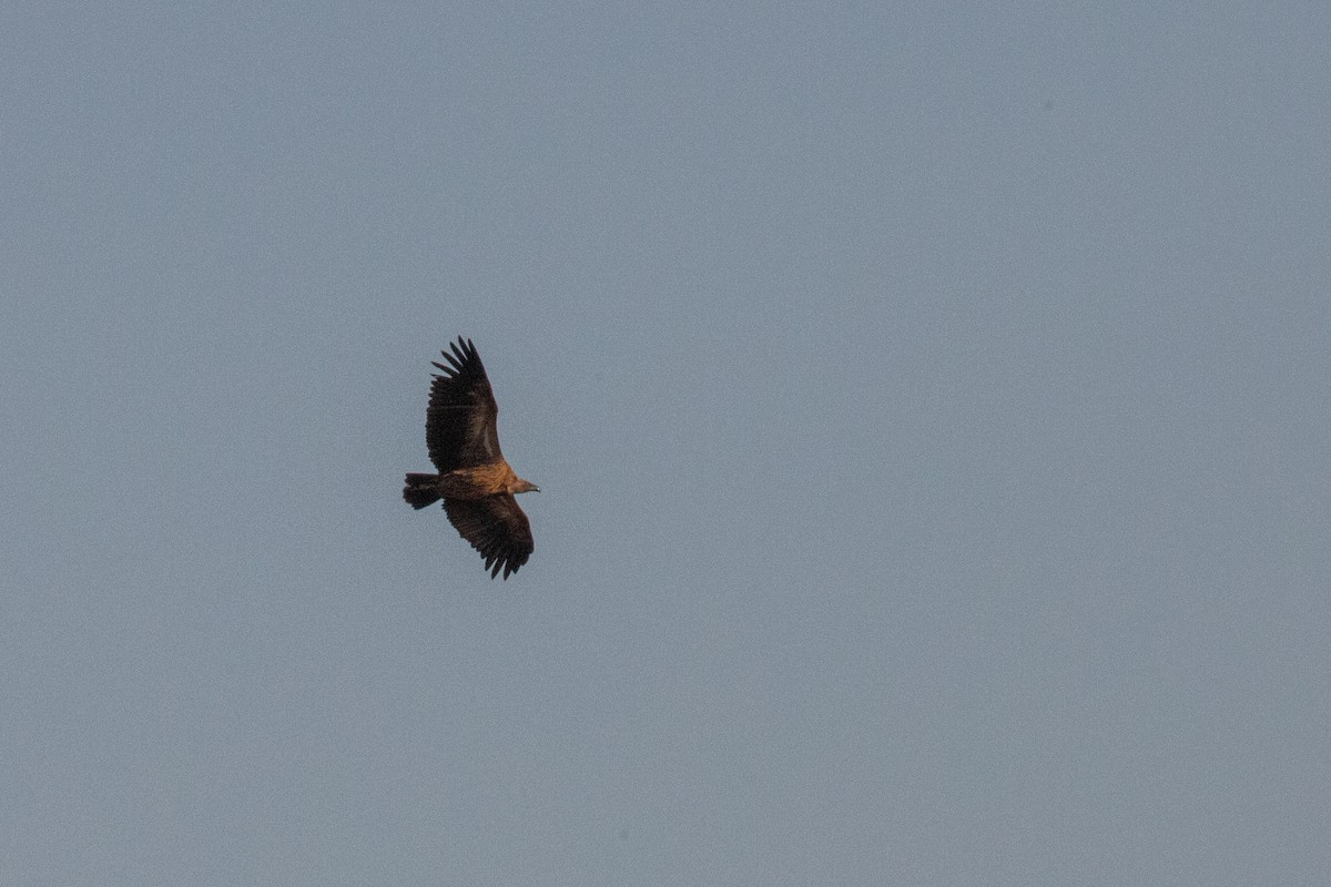 Cape Griffon - ML641044044