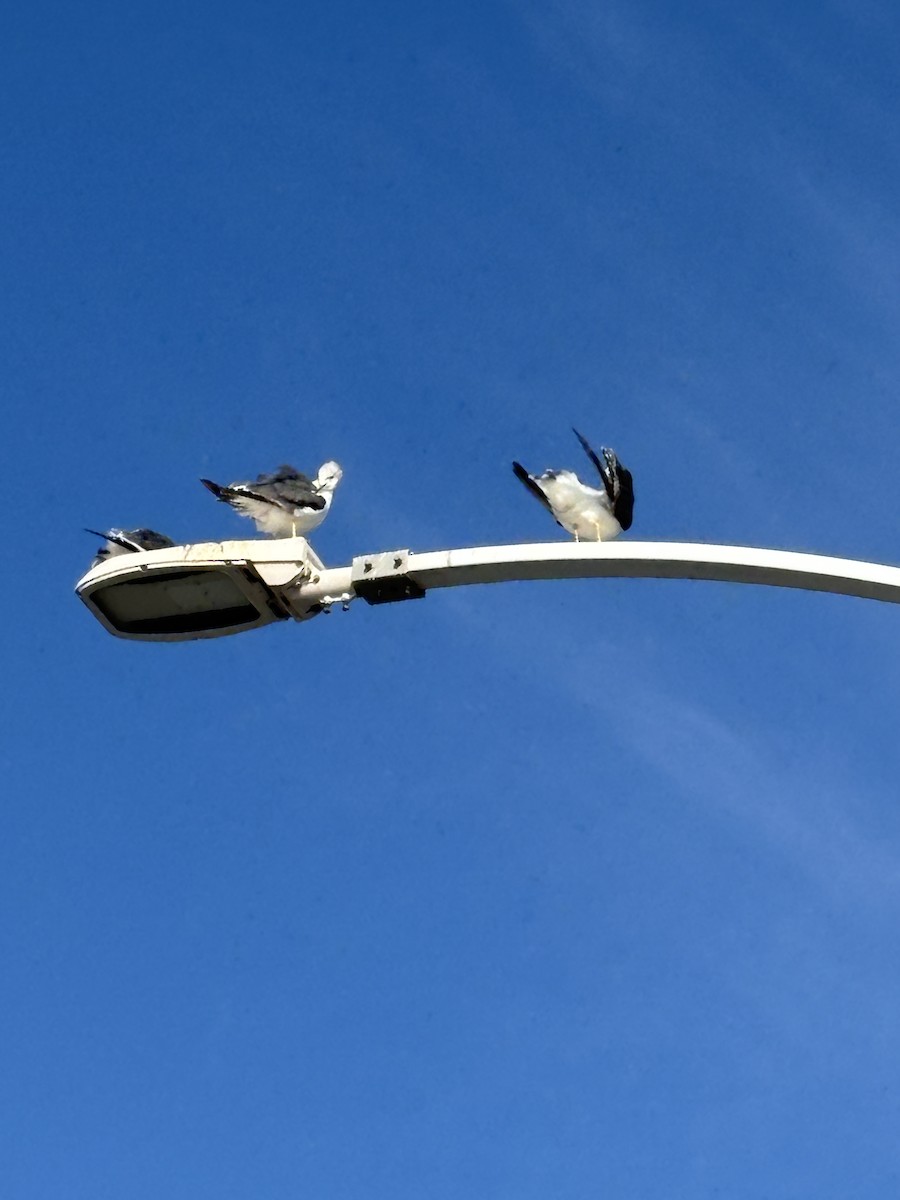 racek východní - ML641044077