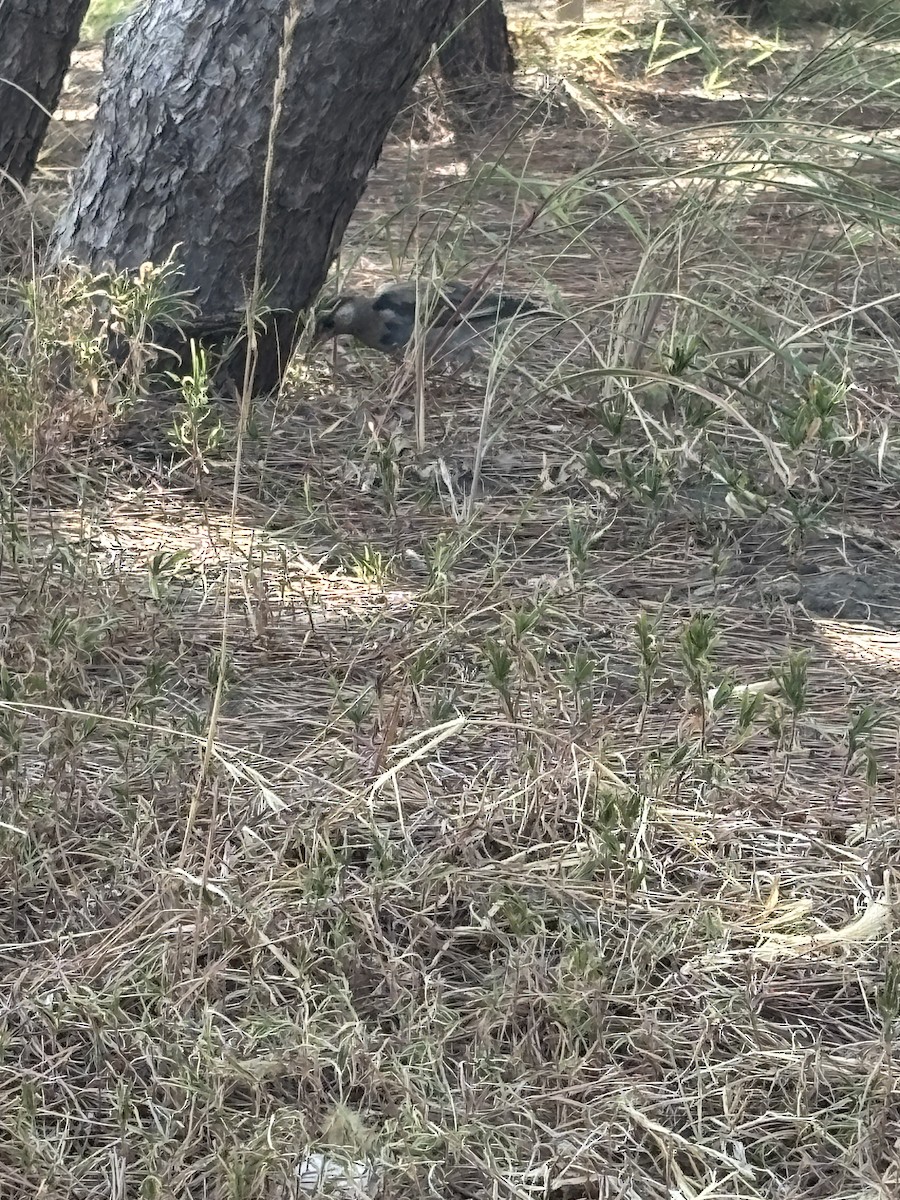 White-cheeked Starling - ML641044079