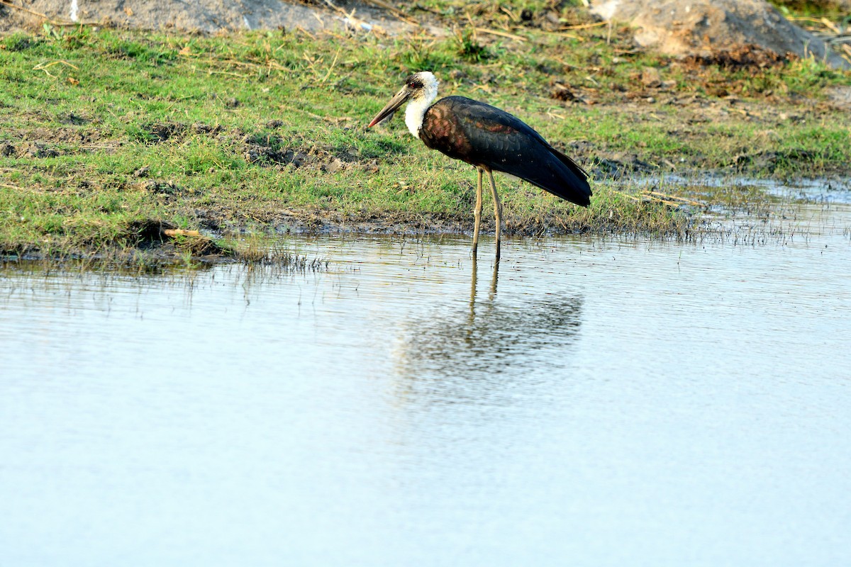 Cigogne à pattes noires - ML641044080