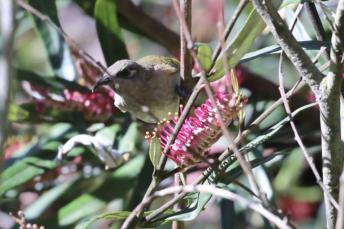 Brown Honeyeater - ML641044082
