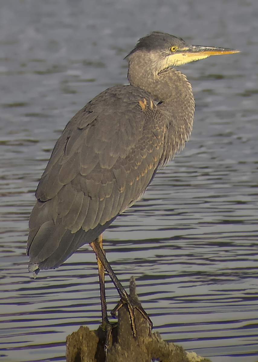 Great Blue Heron (Great Blue) - ML641044107
