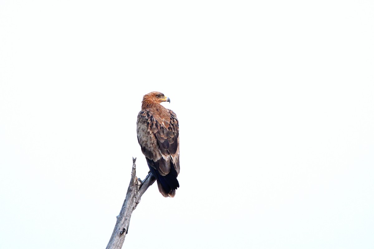 Tawny Eagle - ML641044110