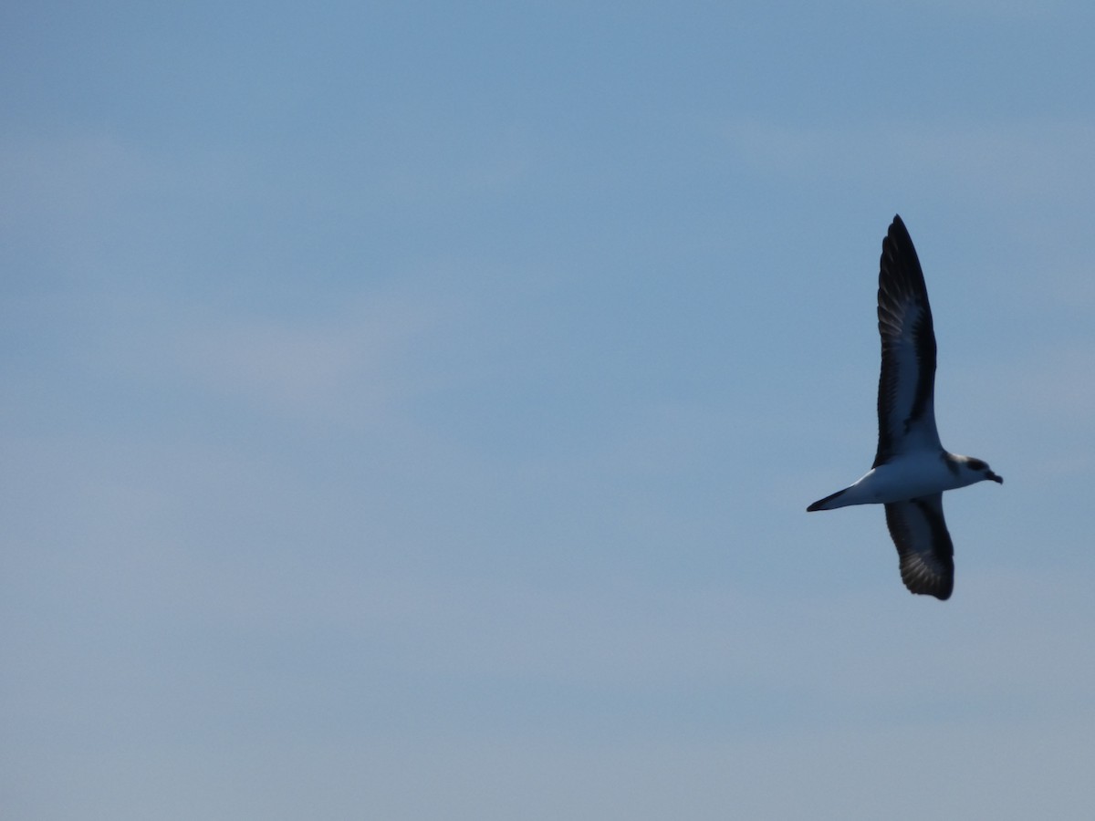 Black-capped Petrel - ML641044114