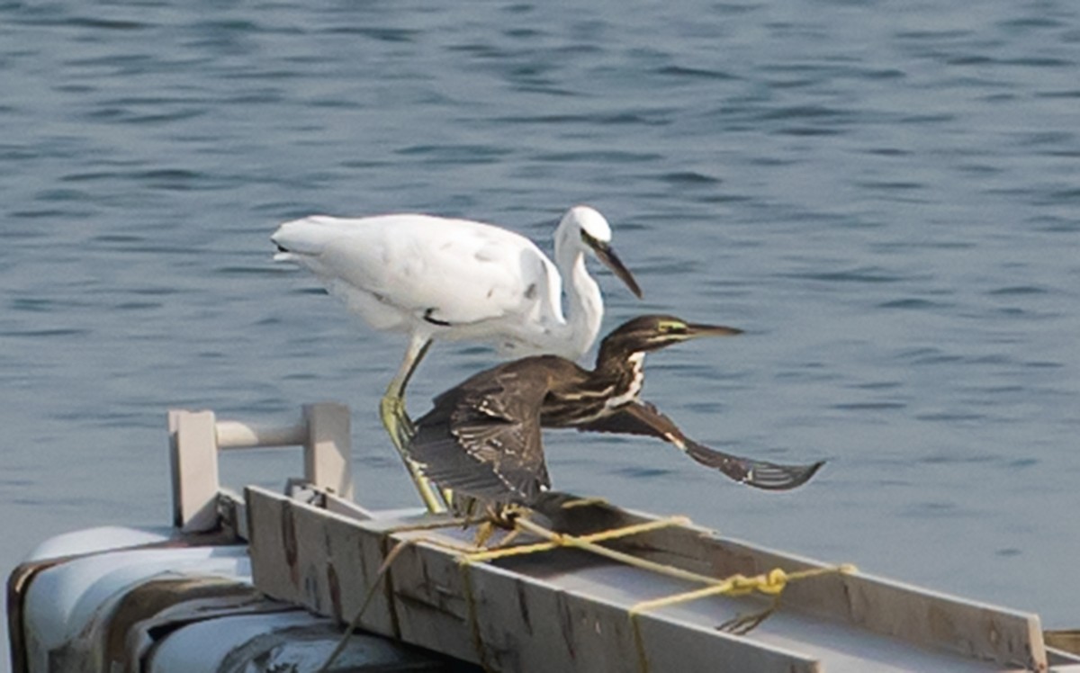 Western Reef-Heron - ML641044126