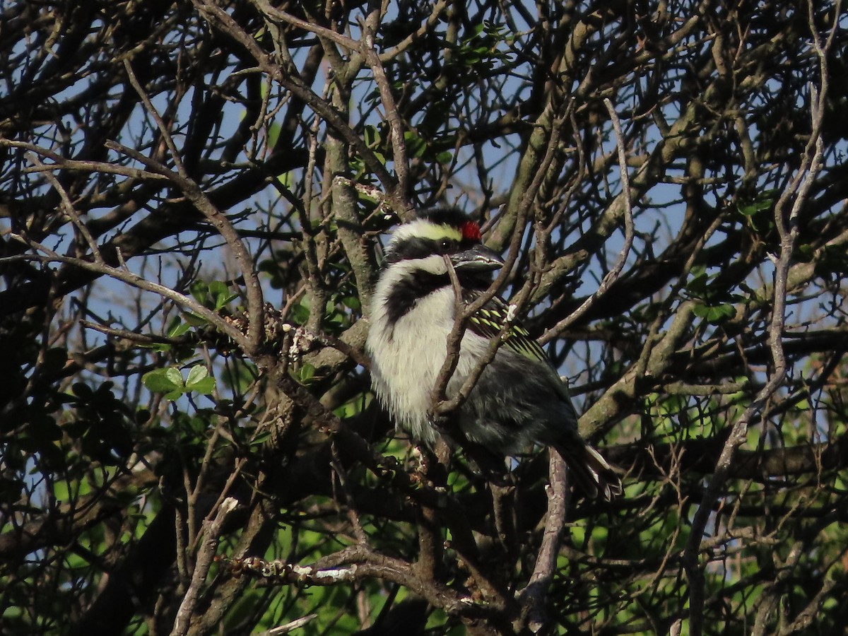 Rotstirn-Bartvogel - ML641044137