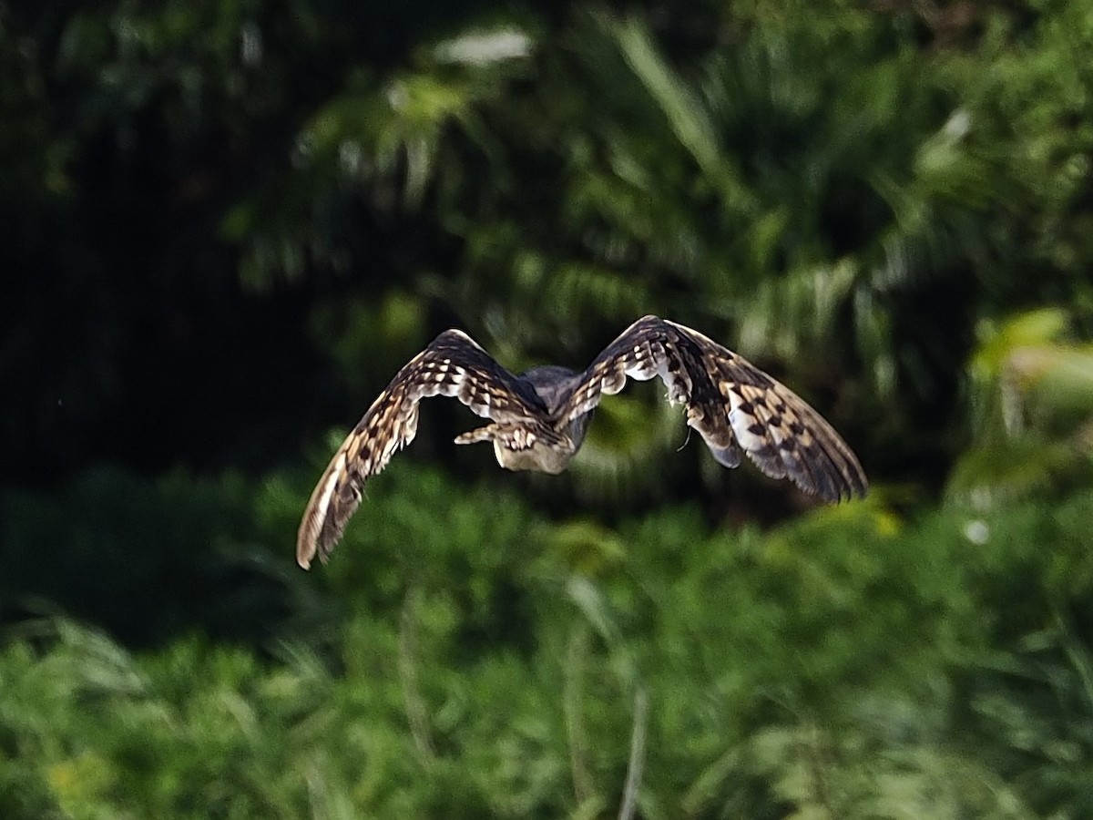 Australasian Grass-Owl - ML641044139