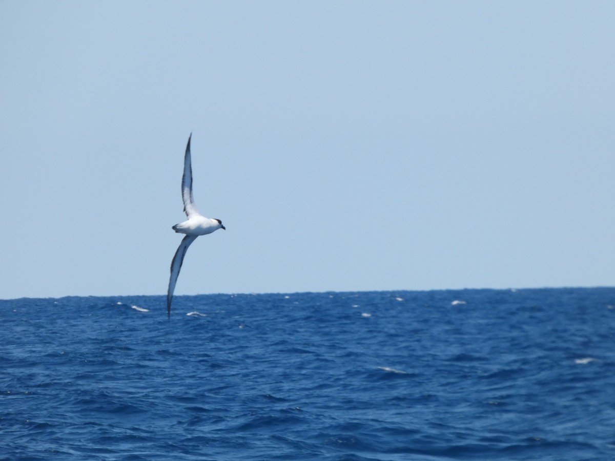 Black-capped Petrel - ML641044148