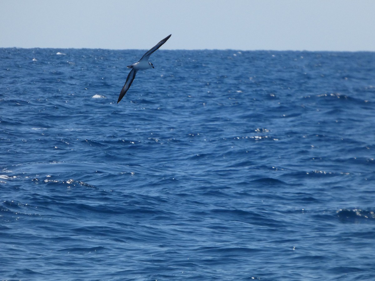 Black-capped Petrel - ML641044149