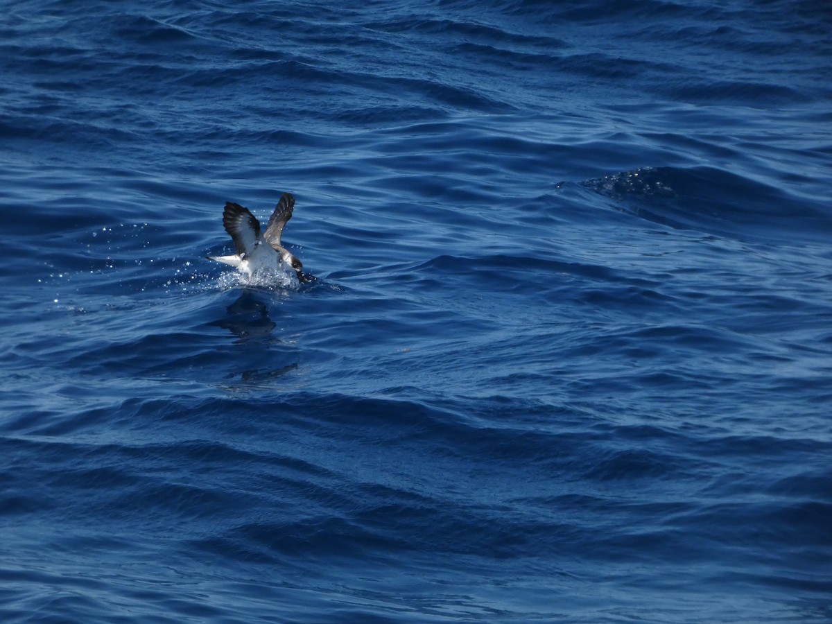 Black-capped Petrel - ML641044151