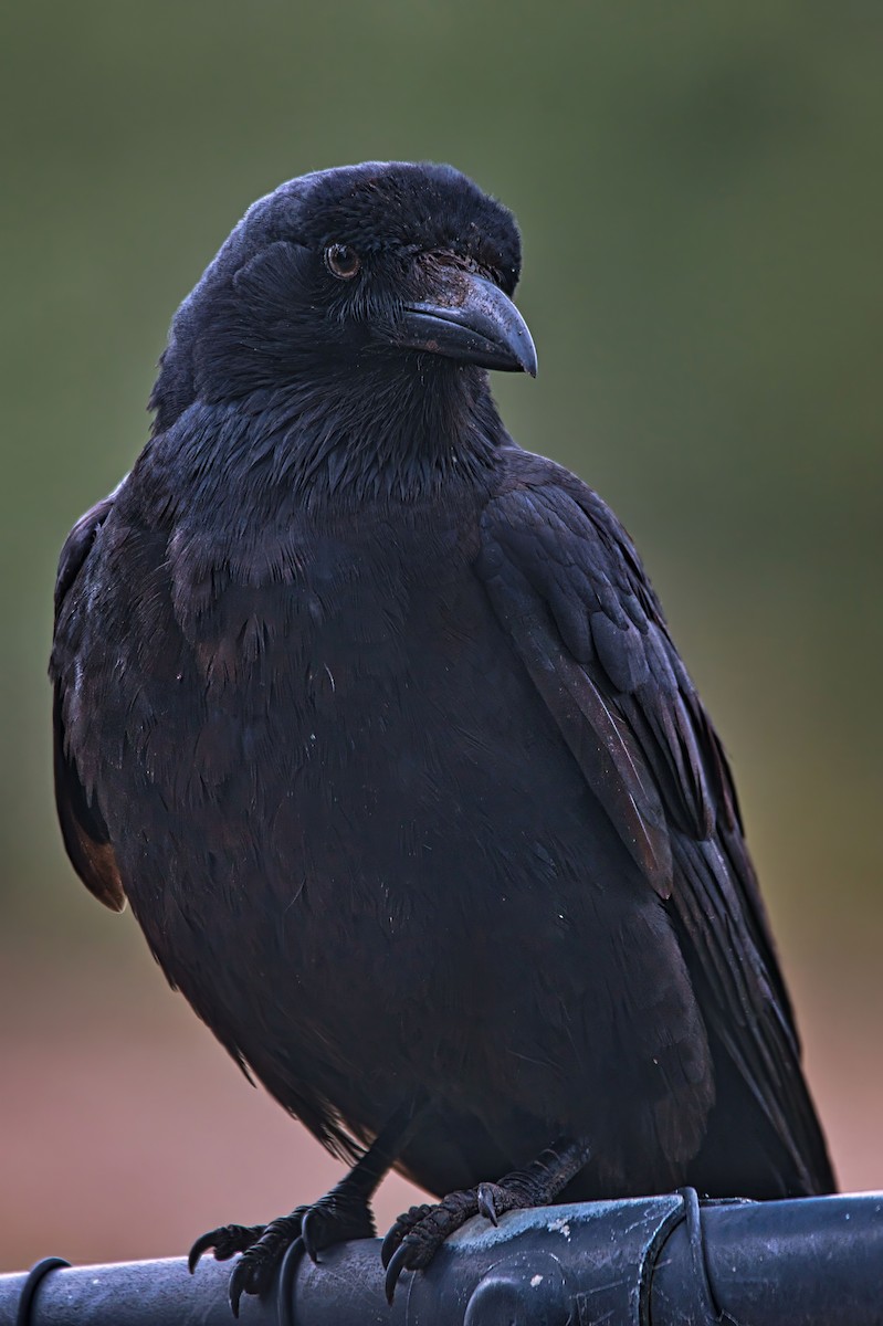 Little Raven - ML641044188