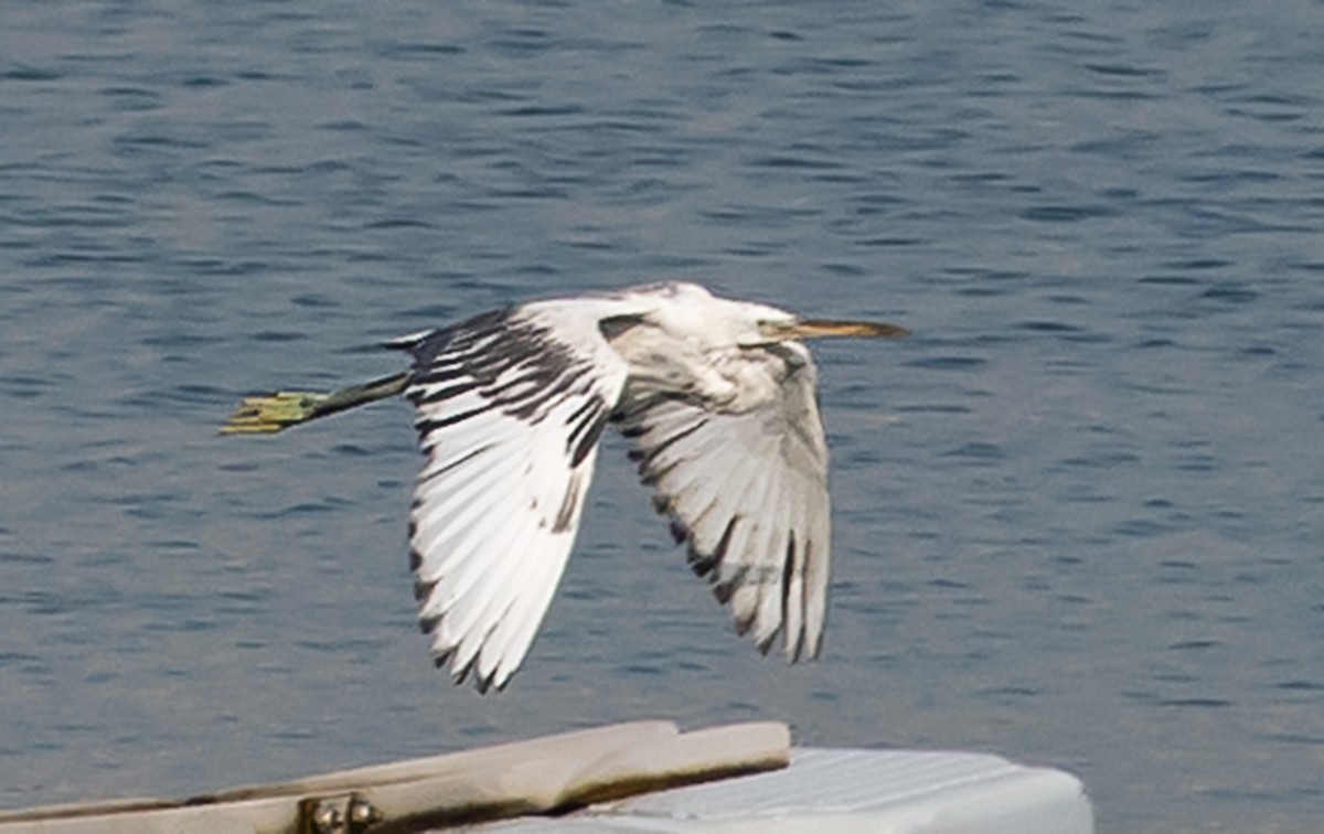 Western Reef-Heron - ML641044197
