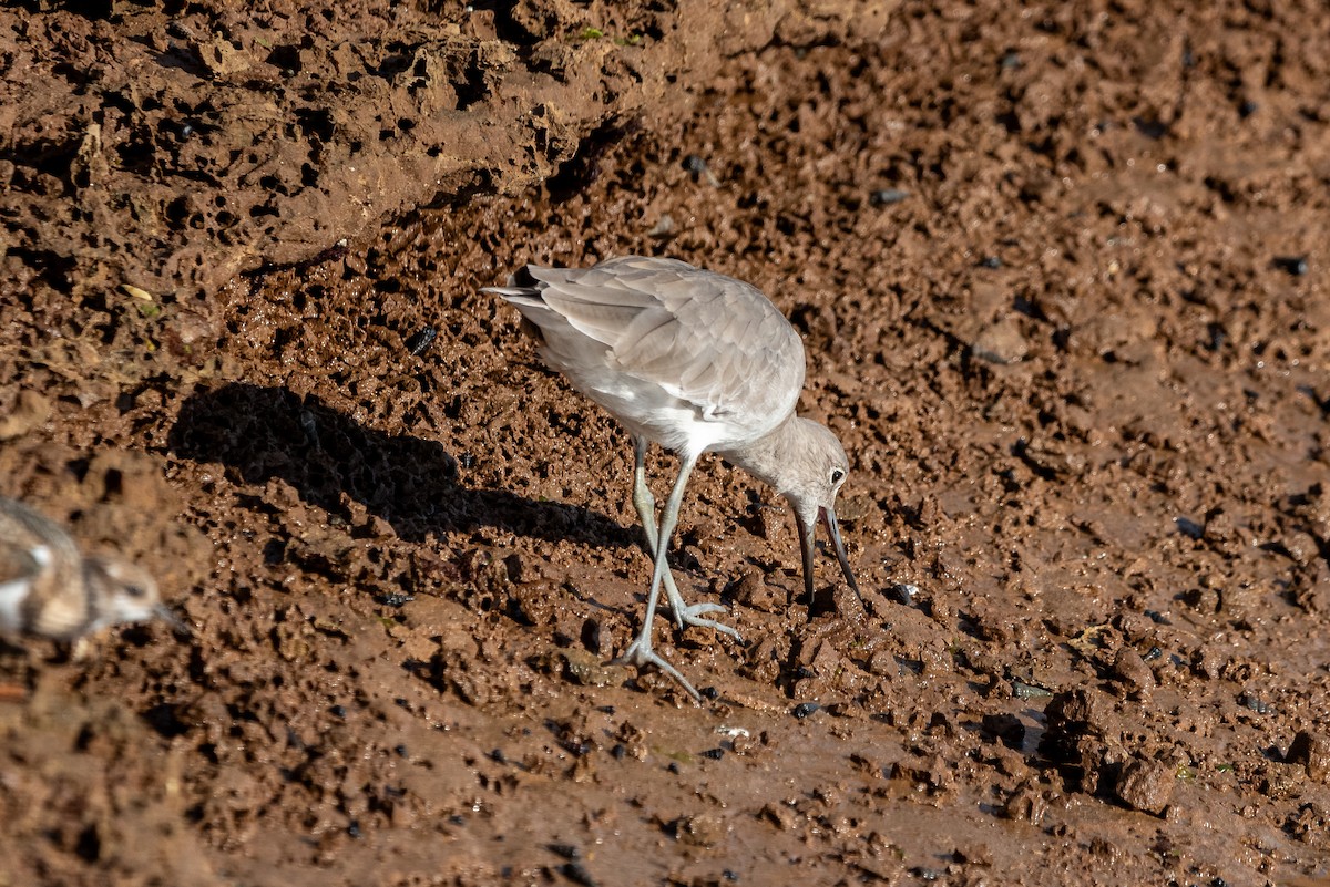 vodouš břehoušovitý - ML641044201
