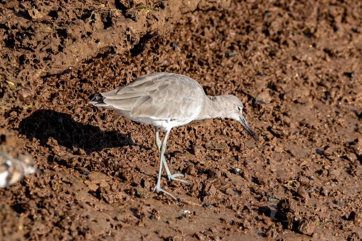 vodouš břehoušovitý - ML641044202